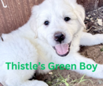 Small Great Pyrenees