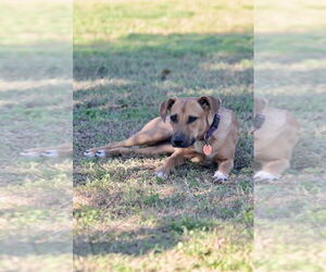 Medium Labrador Retriever Mix