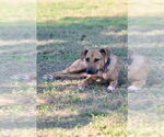 Small Labrador Retriever Mix