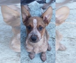 Small Photo #18 Australian Cattle Dog Puppy For Sale in SYLMAR, CA, USA