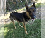 Small German Shepherd Dog