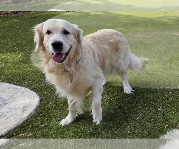 Medium Photo #5 Golden Retriever Puppy For Sale in Glendale , AZ, USA