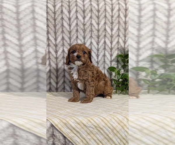 Medium Photo #22 Cavapoo (Miniature) Puppy For Sale in GOSHEN, IN, USA