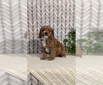Small Photo #22 Cavapoo (Miniature) Puppy For Sale in GOSHEN, IN, USA