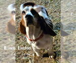 Small #5 Basset Hound