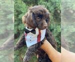 Small Photo #2 Poodle (Toy) Puppy For Sale in PALO ALTO, CA, USA