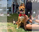 Small #31 American Staffordshire Terrier-German Shepherd Dog Mix
