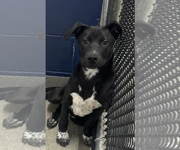 Medium Photo #1 Labrador Retriever-Unknown Mix Puppy For Sale in Sterling, MA, USA