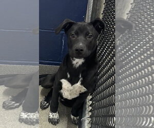 Labrador Retriever-Unknown Mix Dogs for adoption in Sterling, MA, USA