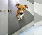 Small #3 Basset Hound Mix