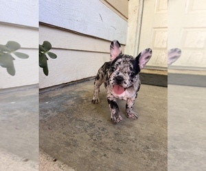 French Bulldog Puppy for sale in PALMDALE, CA, USA