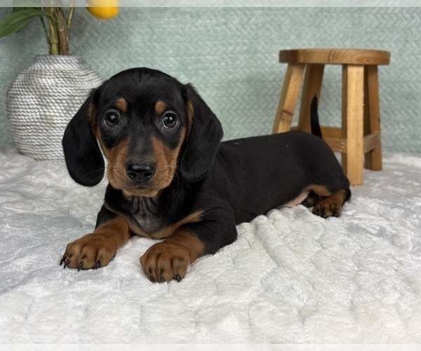 Medium Photo #4 Dachshund Puppy For Sale in FRANKLIN, IN, USA