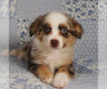 Small #3 Miniature Australian Shepherd