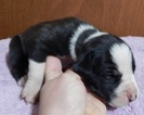 Small Photo #4 Great Dane Puppy For Sale in SPRAGGS, PA, USA