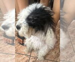 Small #4 Mutt