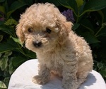 Small #5 Cavapoo
