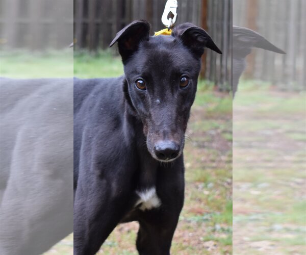 Medium Photo #1 Greyhound Puppy For Sale in Cherry Hill, NJ, USA
