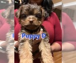 Puppy Puppy 4 Yorkshire Terrier