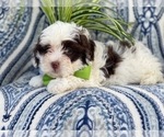 Small Photo #14 Lhasa-Poo Puppy For Sale in LAKELAND, FL, USA