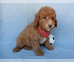 Small #4 Cavapoo