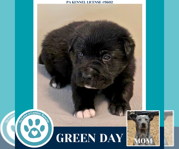 Medium Photo #4 Mutt Puppy For Sale in Kimberton, PA, USA