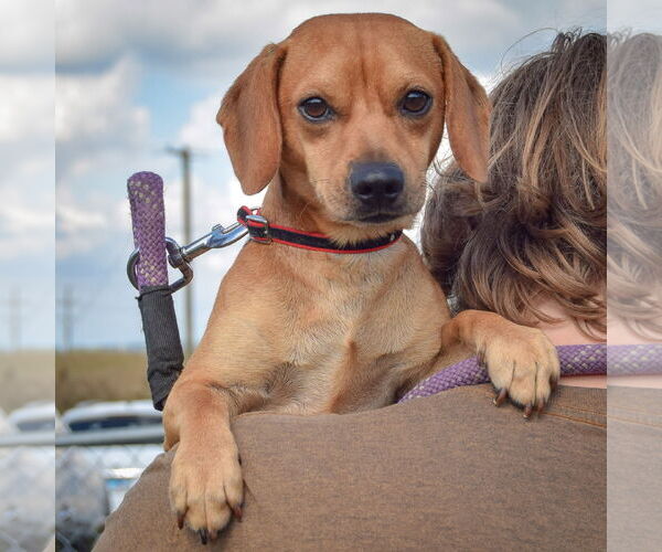 Medium Photo #3 Chiweenie Puppy For Sale in Huntley, IL, USA