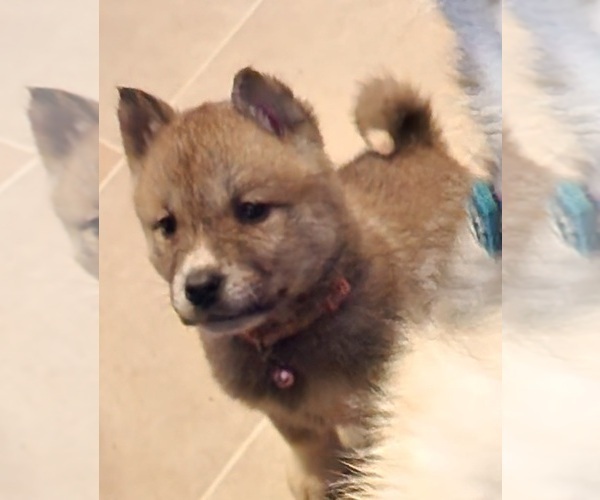 Medium Photo #4 Akita Puppy For Sale in COLUMBUS, OH, USA