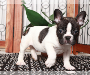 French Bulldog Puppy for sale in NAPLES, FL, USA