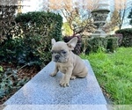 Small #176 French Bulldog