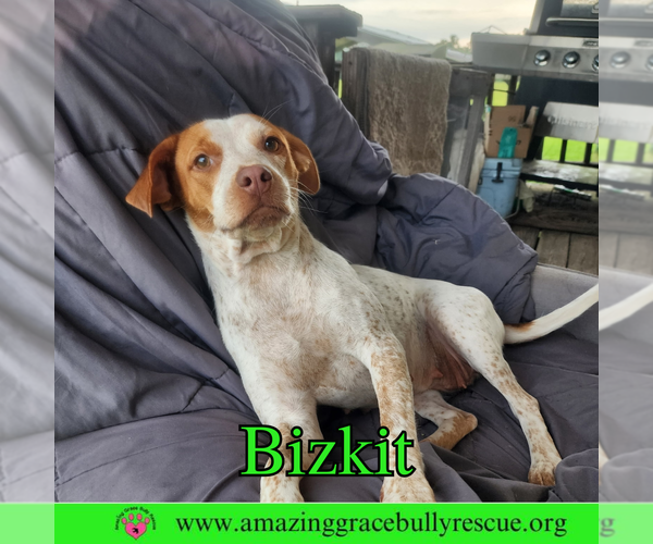 Medium Photo #2 Mutt Puppy For Sale in Pensacola, FL, USA