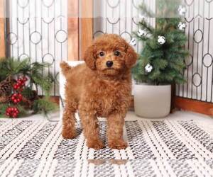 Poodle (Miniature) Puppy for sale in NAPLES, FL, USA