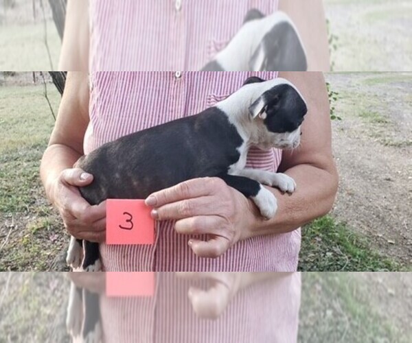 Medium Photo #10 Boston Terrier Puppy For Sale in CALDWELL, TX, USA
