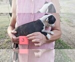 Small Photo #10 Boston Terrier Puppy For Sale in CALDWELL, TX, USA