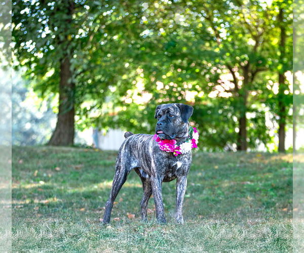 Medium Photo #3 Boxer-Unknown Mix Puppy For Sale in Unionville, PA, USA