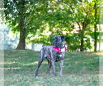 Small #2 Boxer Mix