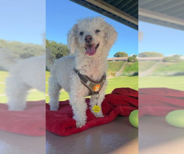 Medium Photo #9 Mutt Puppy For Sale in San Diego, CA, USA