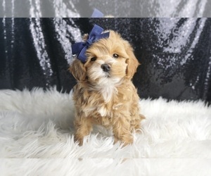 Medium Maltipoo