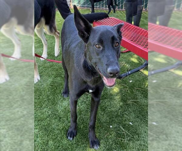 Medium Photo #1 German Shepherd Dog Puppy For Sale in San Bernardino, CA, USA