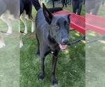 ONYX - Female German Shepherd Dog Dog for Adoption - Small photo