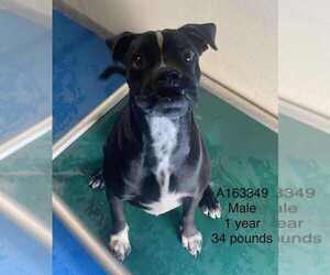 American Pit Bull Terrier-Unknown Mix Dogs for adoption in Calgary, Alberta, Canada