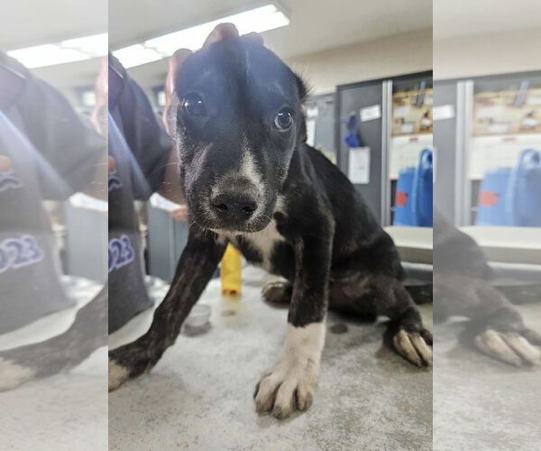 Medium Photo #1 Mutt Puppy For Sale in El Centro, CA, USA