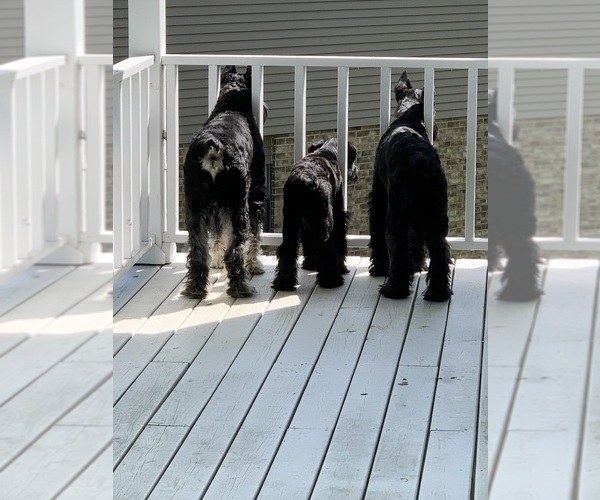 Medium Photo #7 Schnauzer (Giant) Puppy For Sale in DAYTON, OH, USA