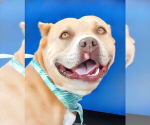 American Bulldog Dogs for adoption in Pasadena, CA, USA
