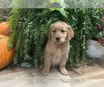 Puppy Tullamore Golden Retriever