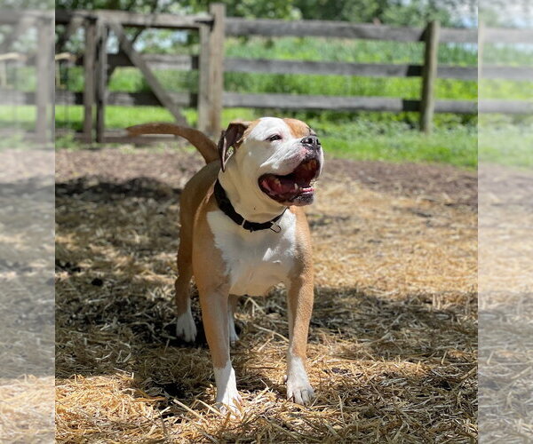 Medium Photo #11 Bull-Boxer Puppy For Sale in Techny, IL, USA