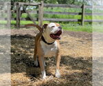 Small #10 Bull-Boxer