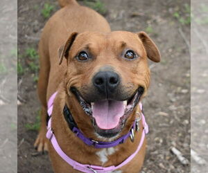 Rottweiler-American Pit Bull Terrier Dogs for adoption in Fort Collins, CO, USA