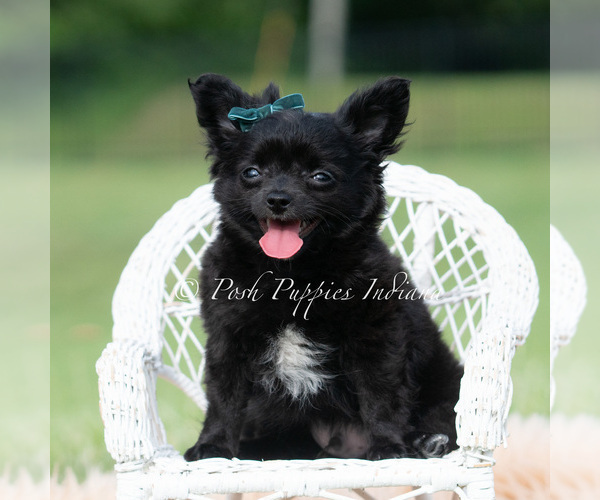 Medium Photo #3 Chihuahua Puppy For Sale in WARSAW, IN, USA
