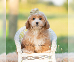Small #1 Poodle (Miniature)