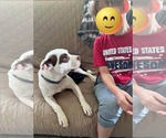 Small #1 American Pit Bull Terrier Mix